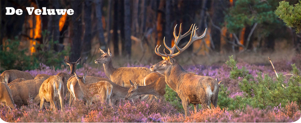 Hotel arrangementen Veluwe Hotel arrangementen Veluwe