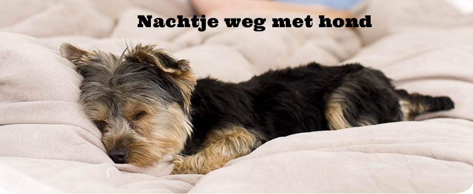nachtje weg met hond nachtje weg met hond