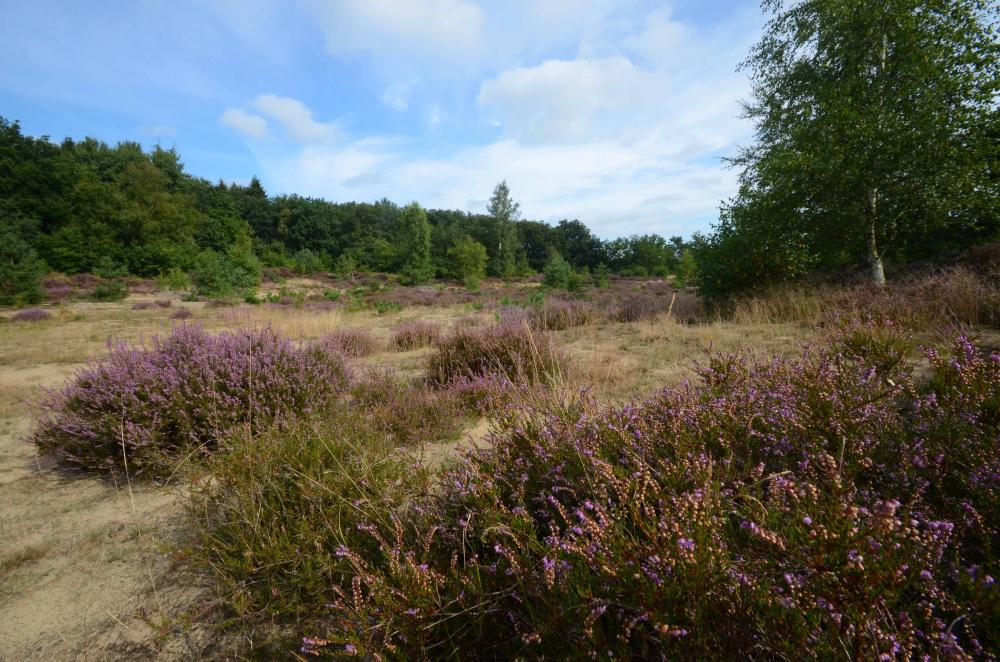 Zeegser Duinen Exterieur Omgeving  2 