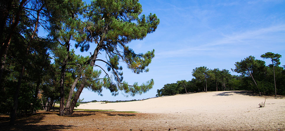 fietsvakantie loonse en drunense duinen