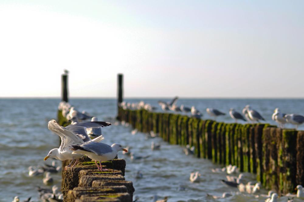 Zeeland vogels hotelaanbieding