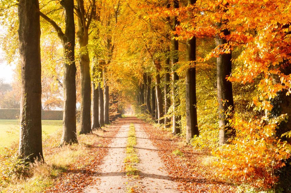 herfst veluwe gelderland