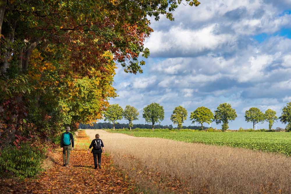 hondsrug wandelen bossen wandelvakantie