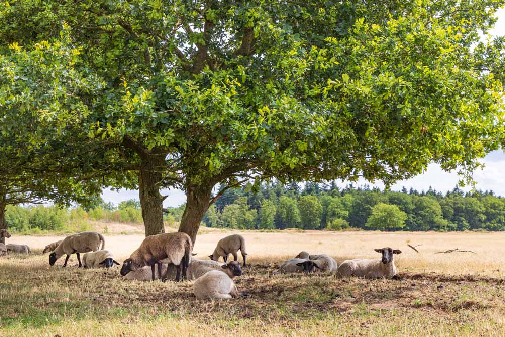 wandelvakantie drenthe