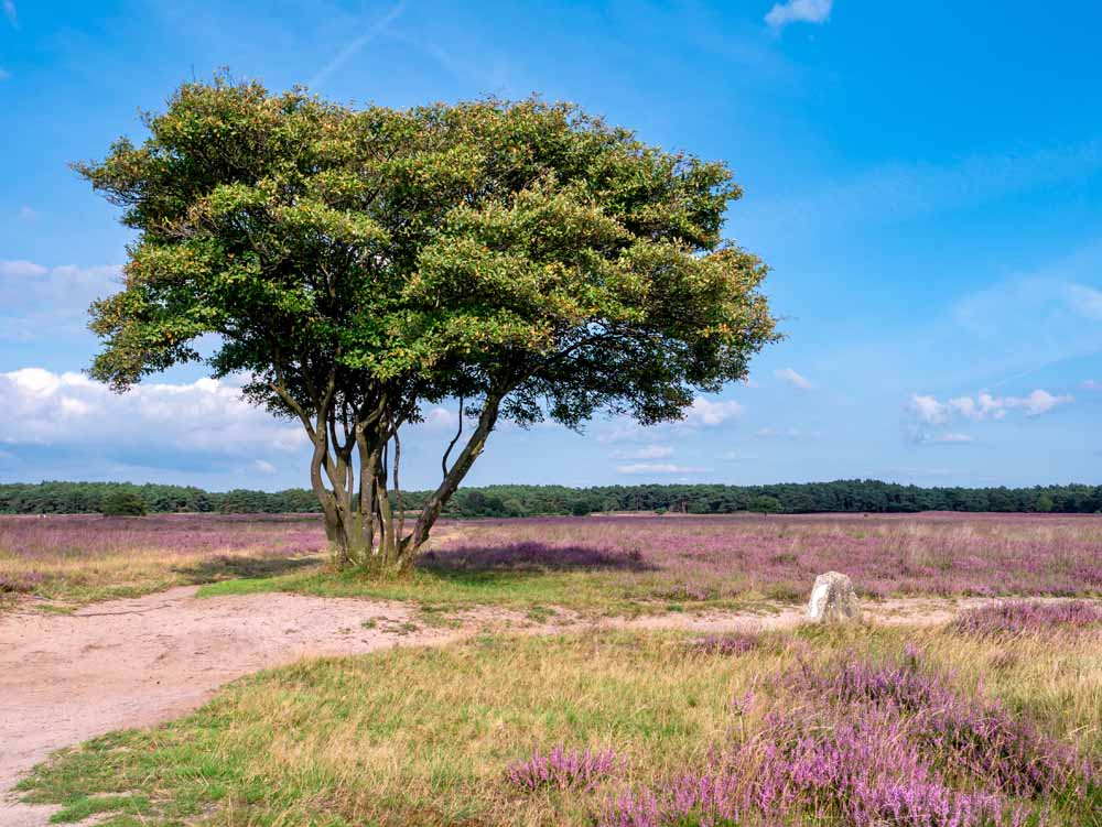 hotelactie  t gooi hilversum westerheide