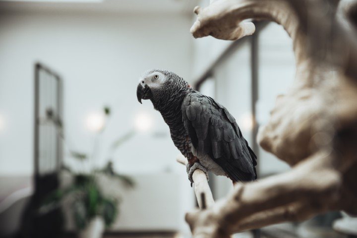 midweekje weg belgie blankenberge alfa inn