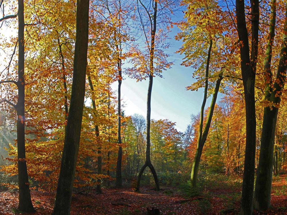 Weekendjeweg Wolfheze Herfstjpg