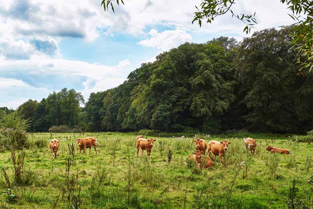 landschap twente omgeving de lutte