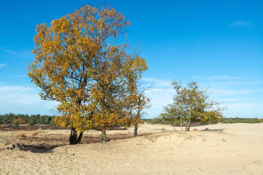 Fietsvakantie Loonse Duinen