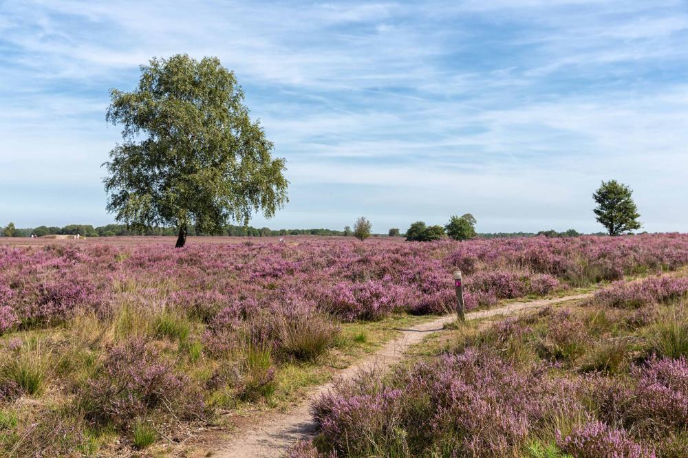 veluwe hotel loenen